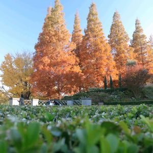 銀杏,イチョウ,メタセコイア,散歩,庭園の画像