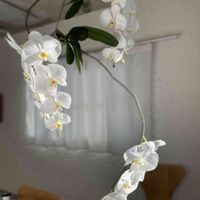 コチョウラン,胡蝶蘭,ファノレプシス,ハンキング,観葉植物の画像