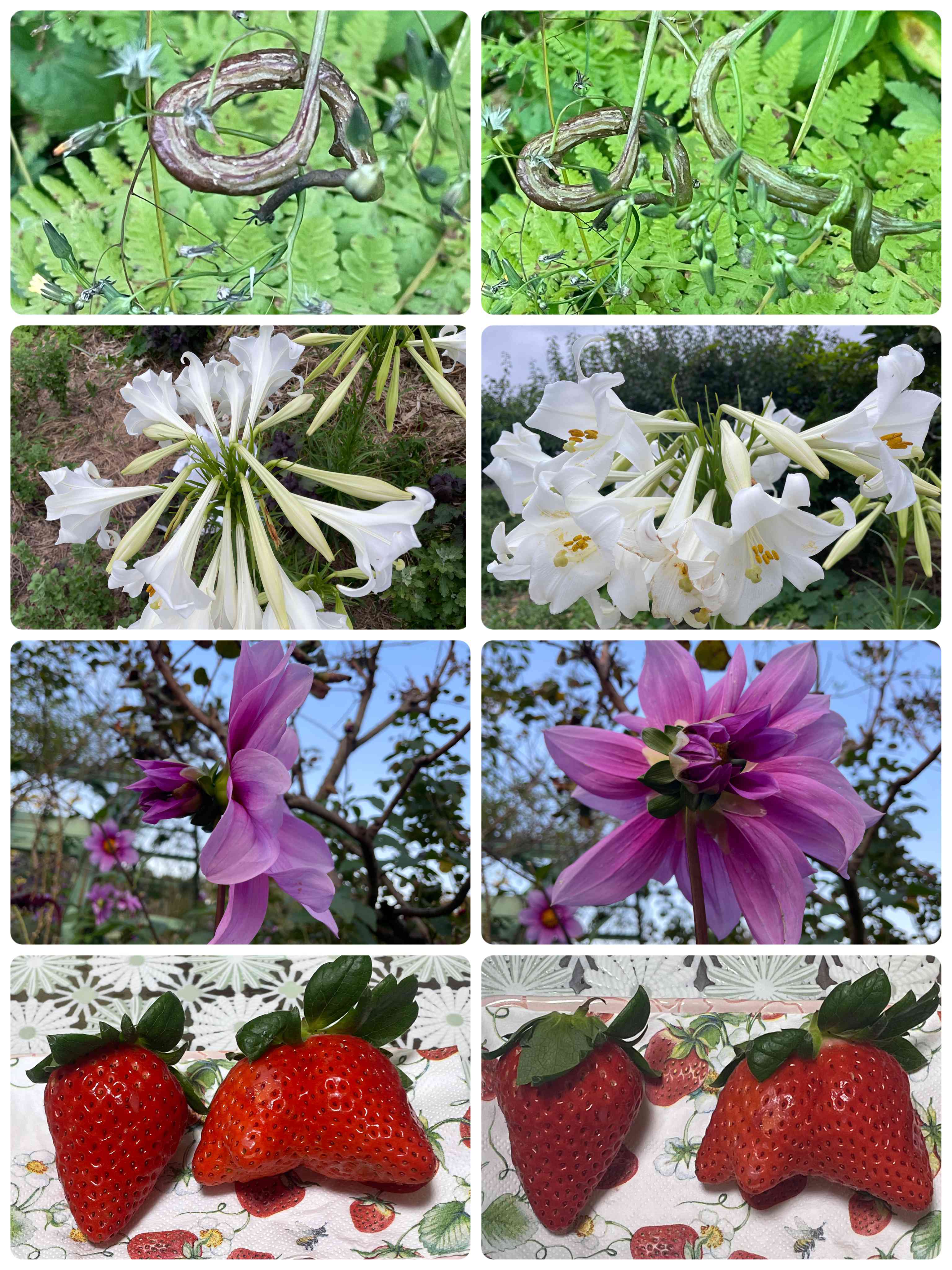 帯化現象の一覧｜🍀GreenSnap（グリーンスナップ）