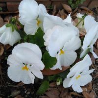 パンジーの画像