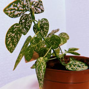 ヒポエステス,ヒポエステス ホワイト,観葉植物,花芽,成長記録の画像