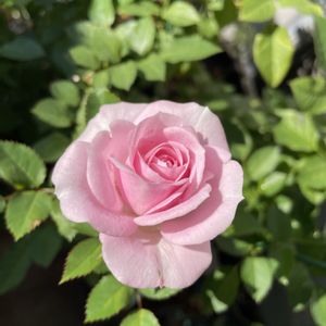 バラ,鉢植えの名前は「なみさん」,バラ 鉢植え,葉っぱのある暮らし,バラ 四季咲きの画像