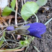 イチゴ,ニオイスミレ,ビオラ・ももか,干し柿,アメリカデイゴの画像