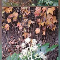 ナンテン,モミジ,ヤツデ,南天,イロハモミジの画像