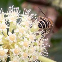 ヤツデ,花壇,ガーデニング,庭木,山野草の画像