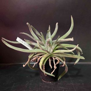 多肉植物,観葉植物,クラッスラ属,塊根植物,珍奇植物の画像