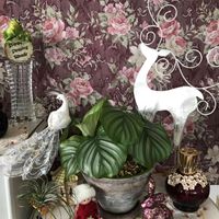 観葉植物,エアープランツ/チランジア,観葉植物R,その他部屋の画像