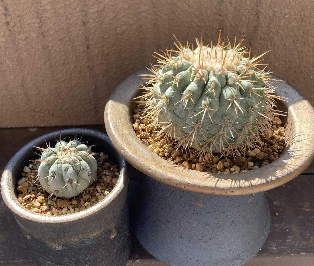 黑王丸Copiapoa cinerea強棘 ハセルトニアナ　接木下ろし発根管理中 黑王丸Copiapoa cinerea強棘 ハセルトニアナ 接木下ろし発根管理中