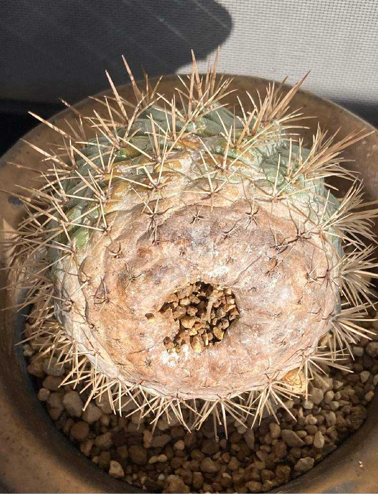 孤竜丸の接ぎ降ろし｜🍀GreenSnap（グリーンスナップ）