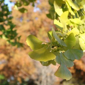 銀杏,イチョウ,散歩,庭園,お出かけ先の画像