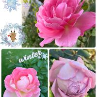 ミニバラ,バラ　ラフメイカー,鉢植え,香りの良いバラ,ばら バラ 薔薇の画像