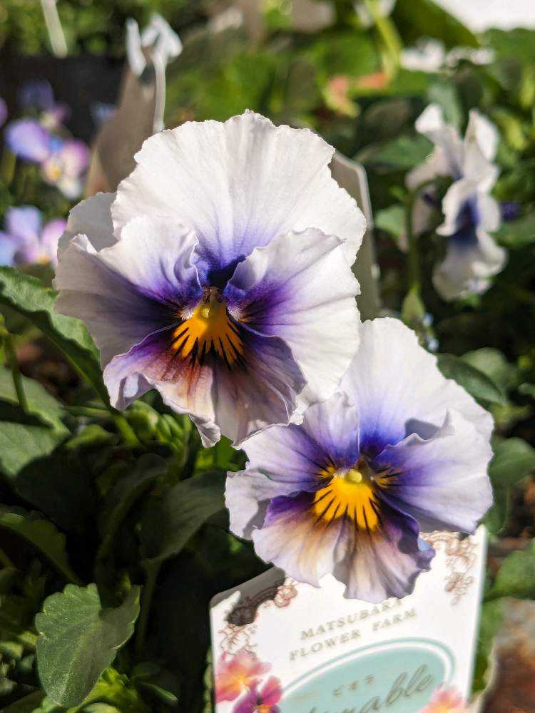 ウーゲデールのビオラ・パンジーカタログ・パート5