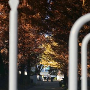 メタセコイア,散歩,庭園,お出かけ先の画像