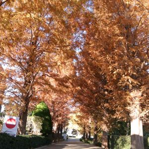 メタセコイア,散歩,庭園,お出かけ先の画像