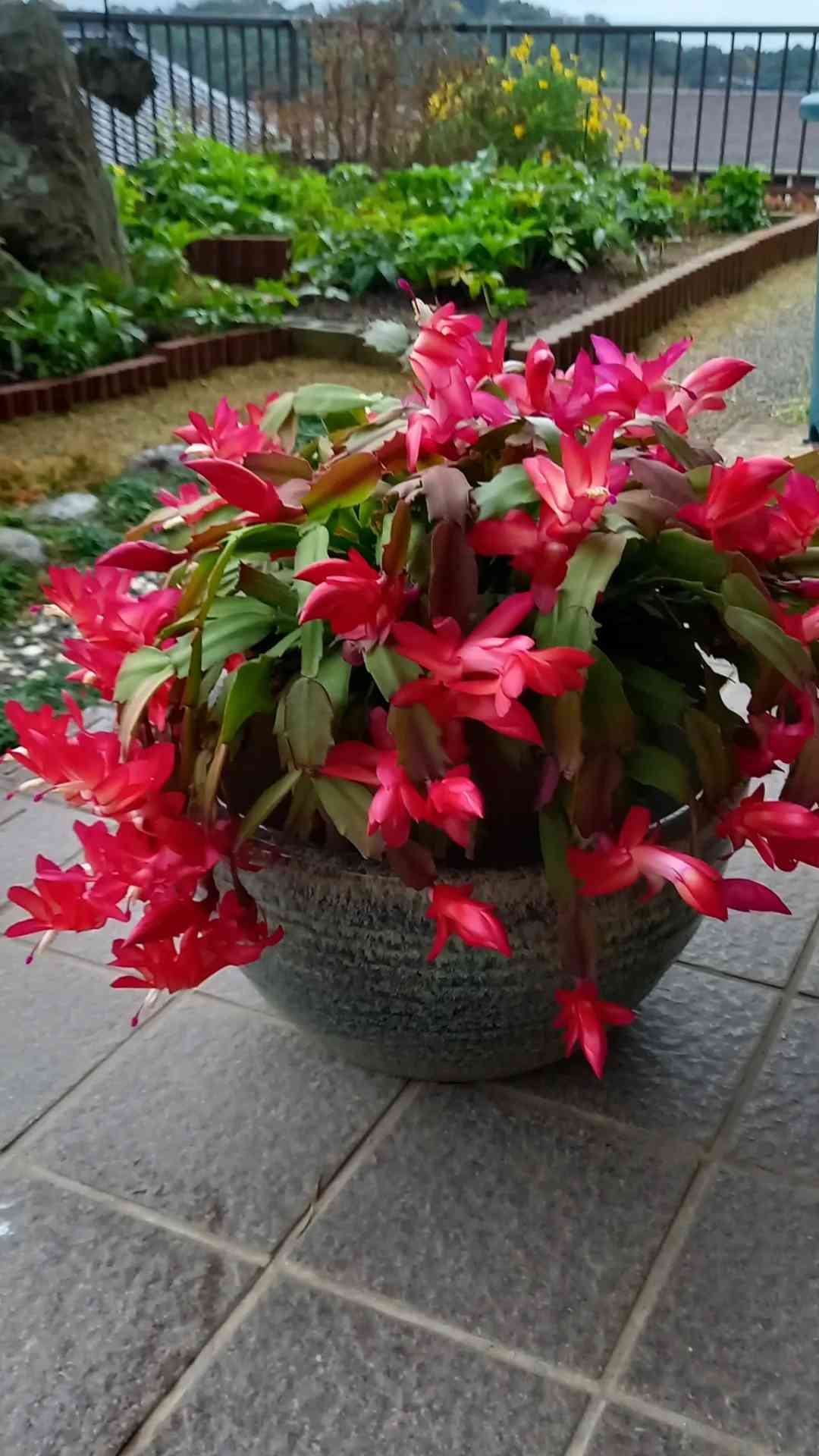 2023 父が育てたシャコバサボテン🌵 続編②｜🍀GreenSnap（グリーン