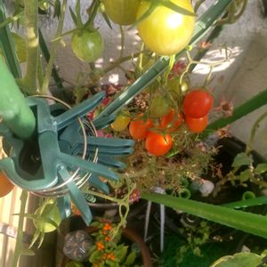 ミニトマト アイコ,バルコニー/ベランダ,家庭菜園,ベランダの画像