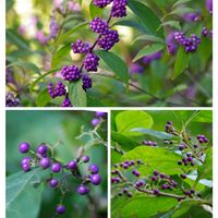 コムラサキ,コムラサキ,ムラサキシキブ,ムラサキシキブ,クサギの画像