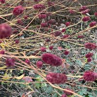 ゲラニウム,ワレモコウ,多年性草本植物,初冬の風景♪,赤系のお花の画像