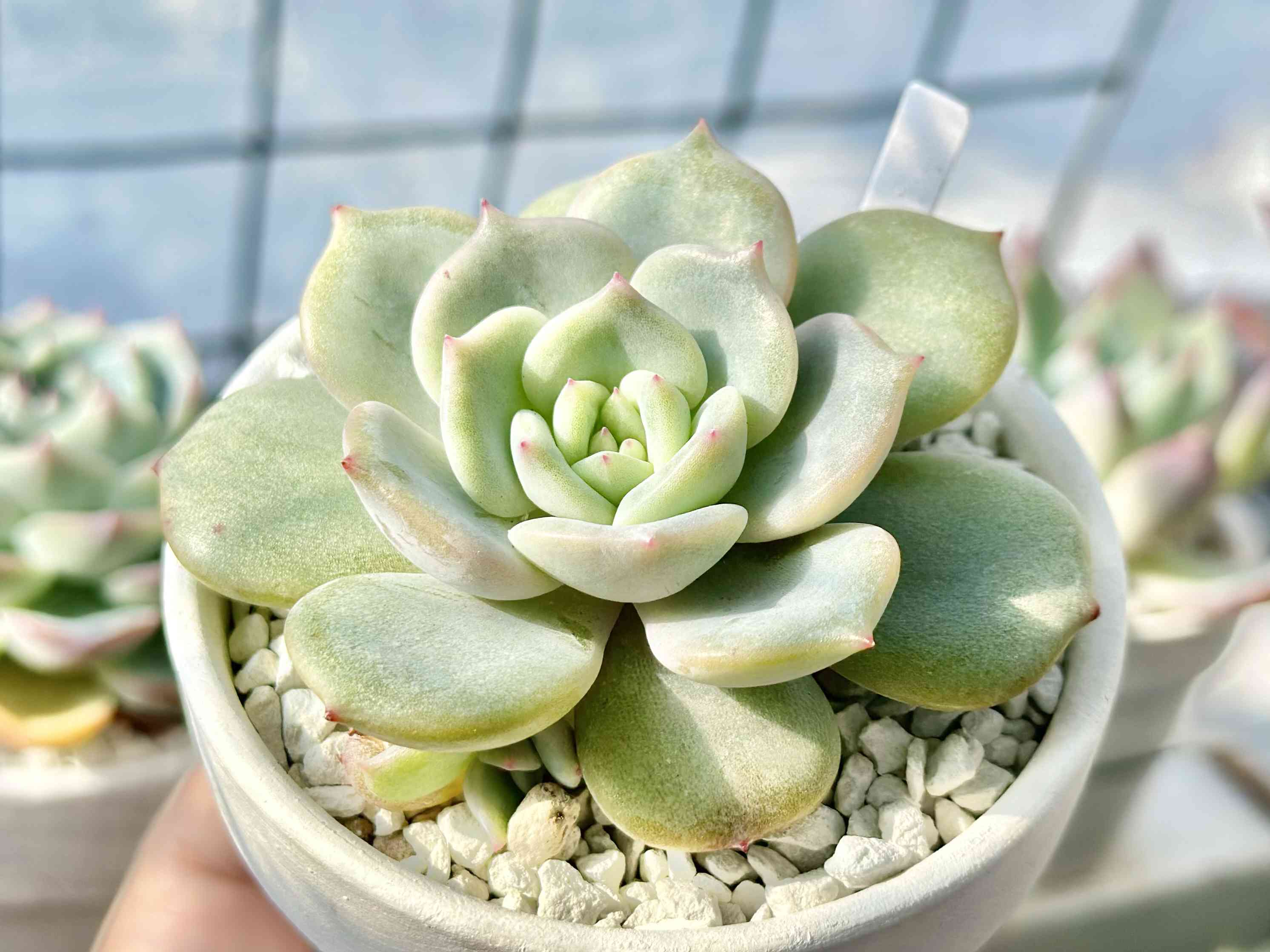 【渥美園芸苗@880〜】モンロー × ローラ 渥美園芸苗の一覧｜🍀GreenSnap（グリーンスナップ）