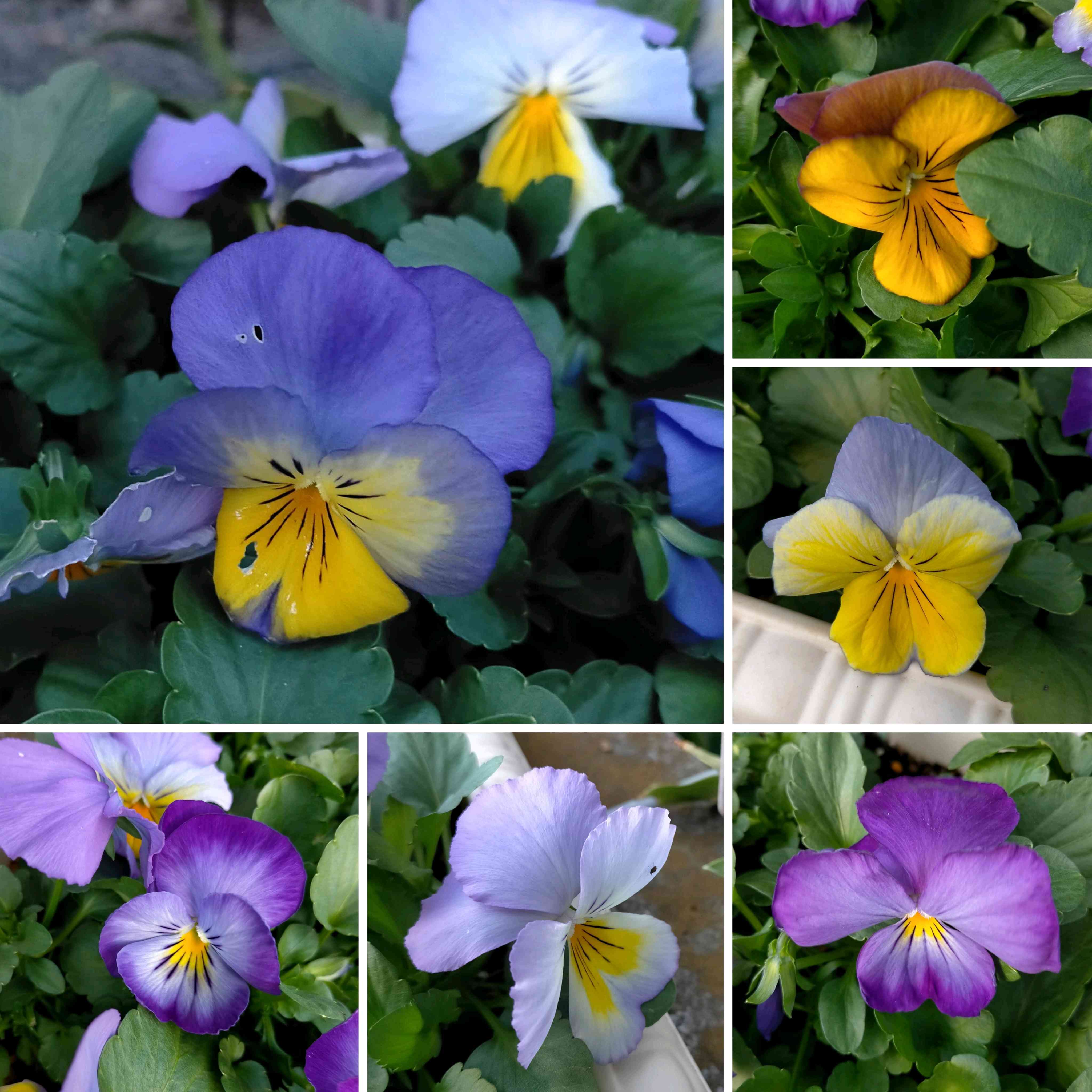 パンジー・ビオラの投稿画像 by かぷりんさん｜種からと種まきと苗から