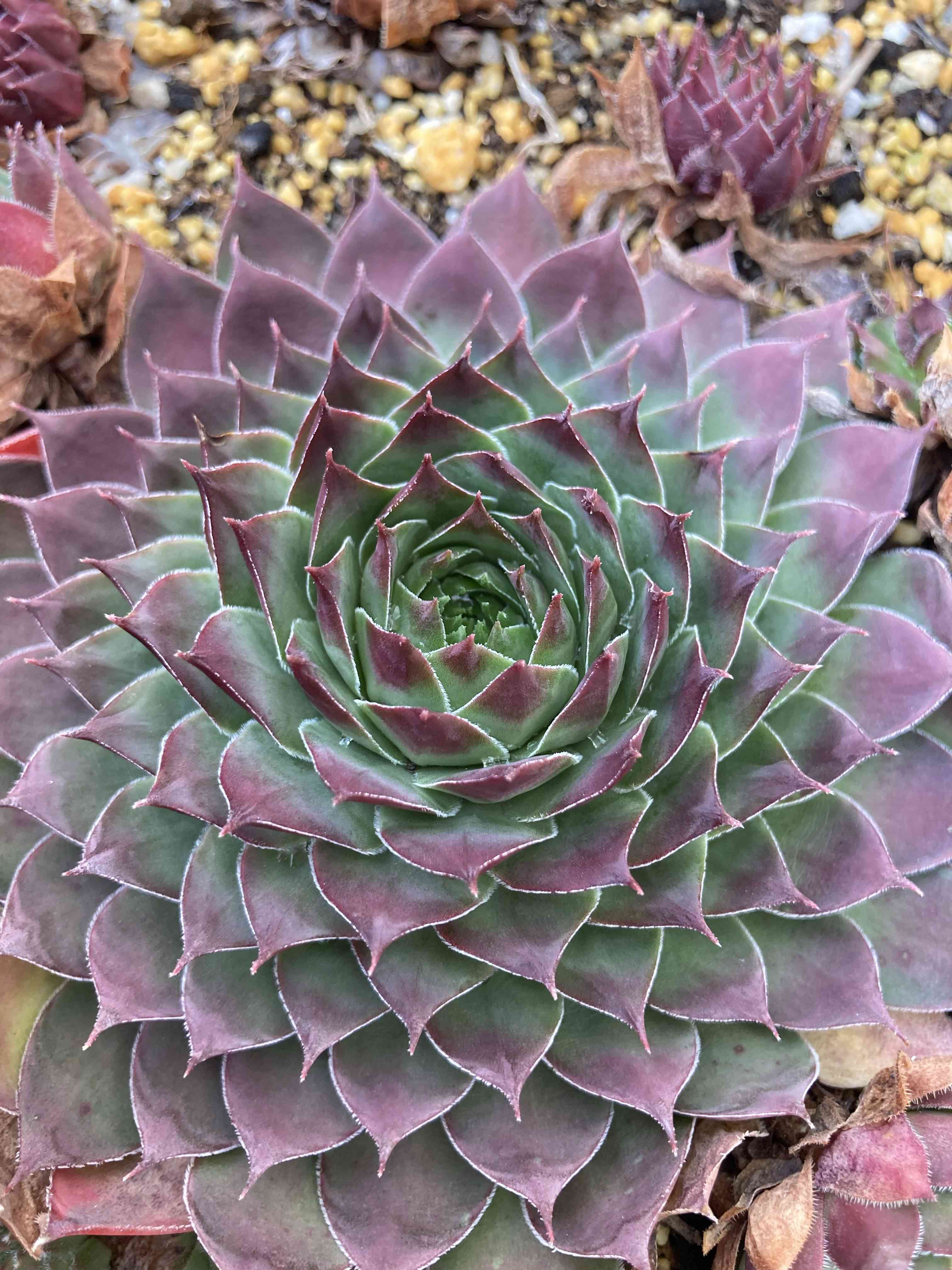 センペルビウム シルバーキングの一覧｜🍀GreenSnap（グリーンスナップ）