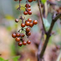 ツルウメモドキ,ツルウメモドキ,ムクロジ,ムクロジ,ロウヤガキの画像