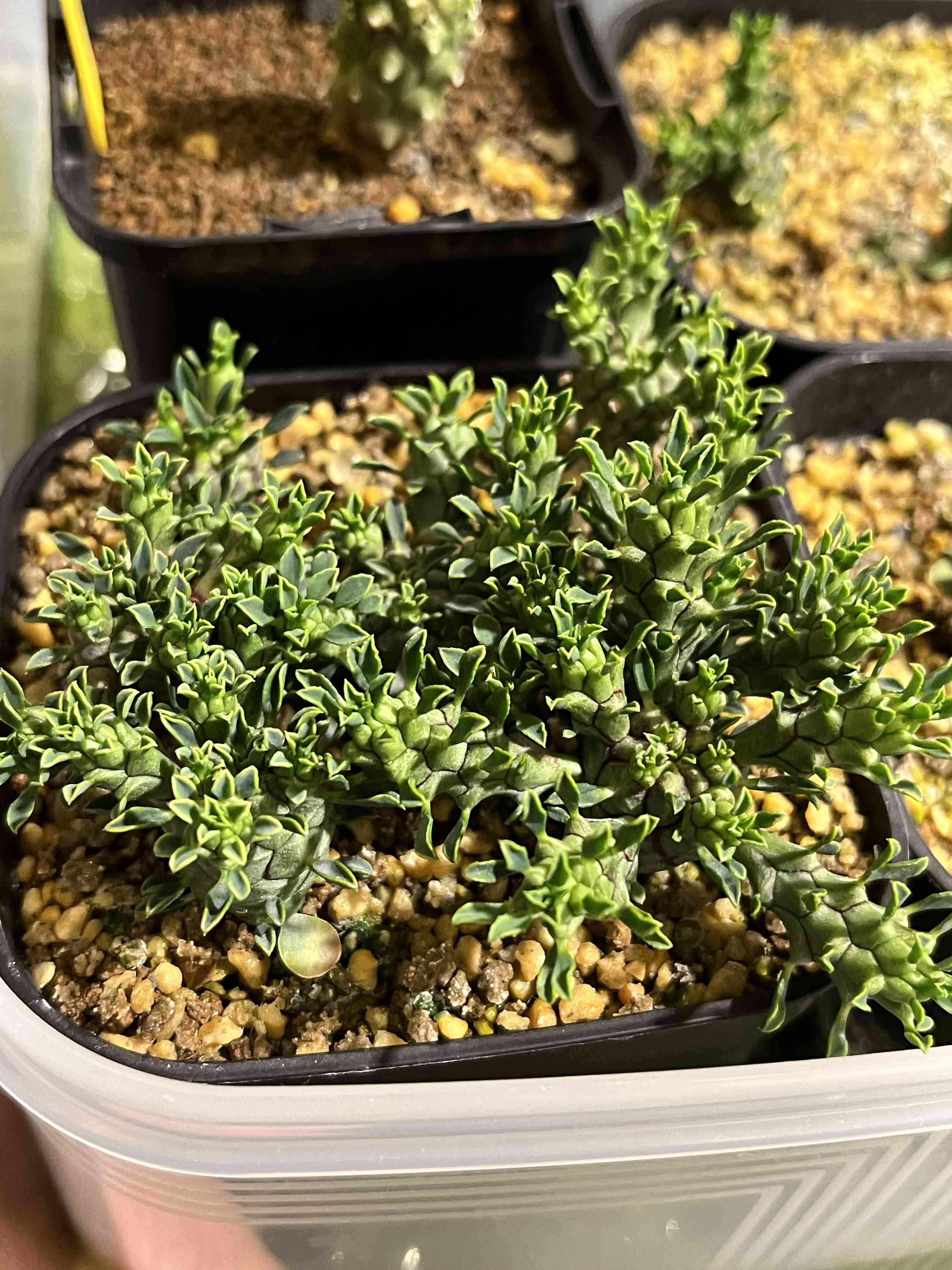 ユーフォルビア ブレビラマの一覧｜🍀GreenSnap（グリーンスナップ）