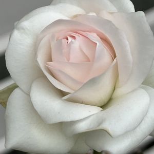 癒し,バラ 鉢植え,白バラ,薔薇好き,埼玉県の画像