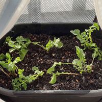 ルッコラ,ルッコラ (ロケット),ハーブ,アブラナ科,ベランダ菜園の画像