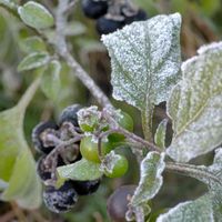 霜の朝,霜の花,オオイヌホオズキ,ナス科,ナス属の画像