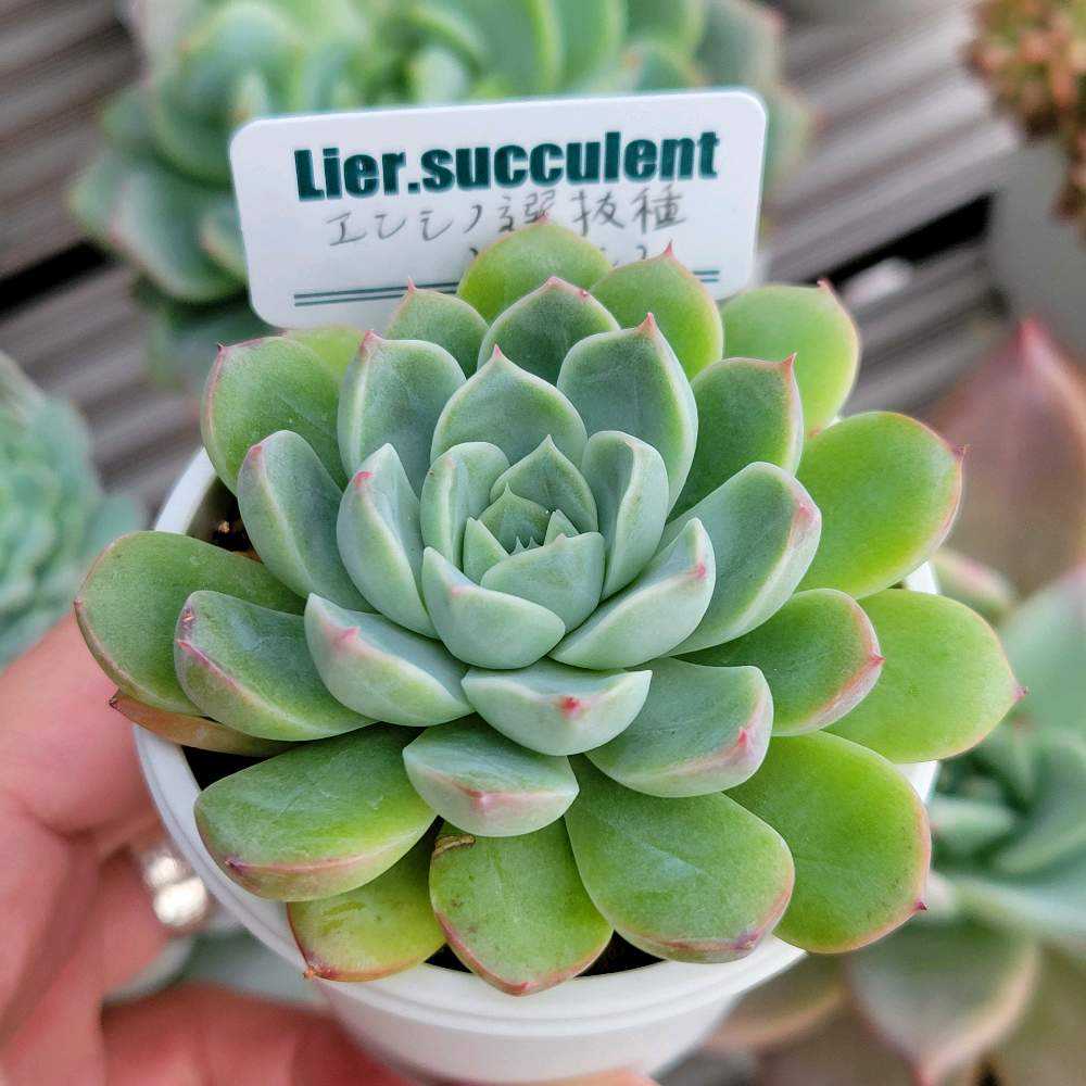 エンシノ選抜種xエンシノ｜🍀GreenSnap（グリーンスナップ）