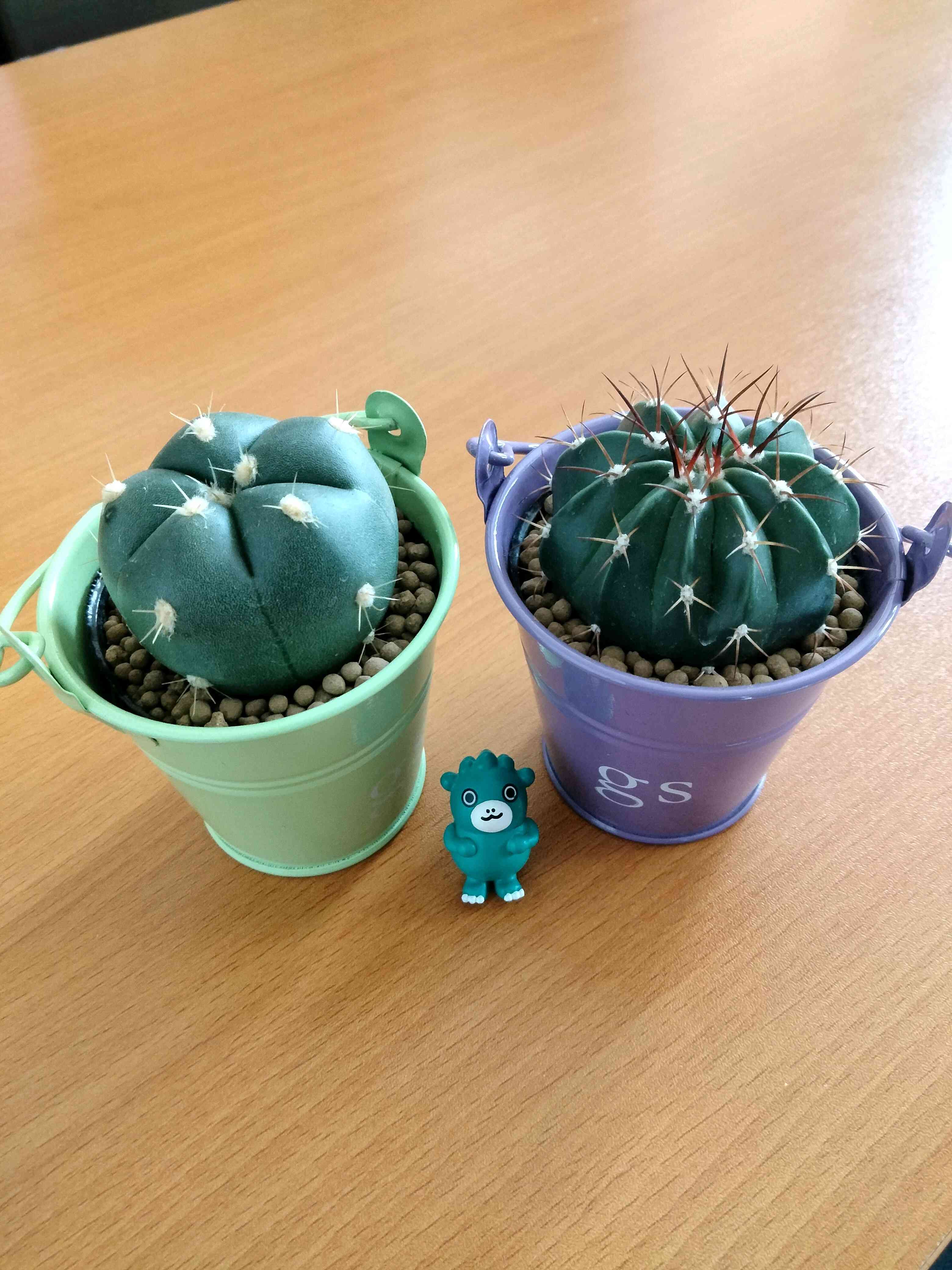 メロカクタス【恒星雲（こうせいうん）】（実生子株からの育成株） メロカクタス【恒星雲（こうせいうん）】（実生子株からの育成株）