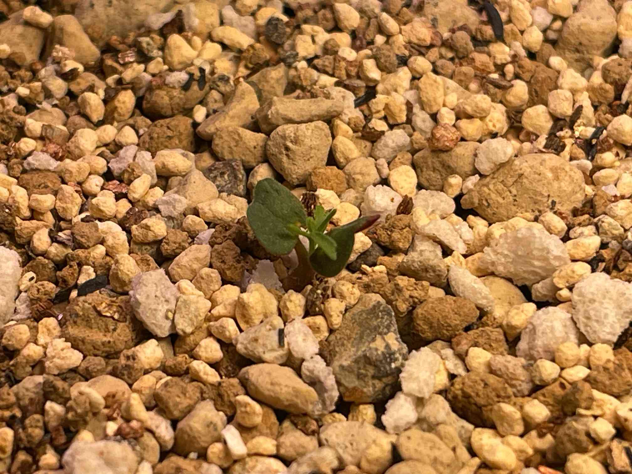 モンソニア ムルチフィダ播種してみました。｜🍀GreenSnap