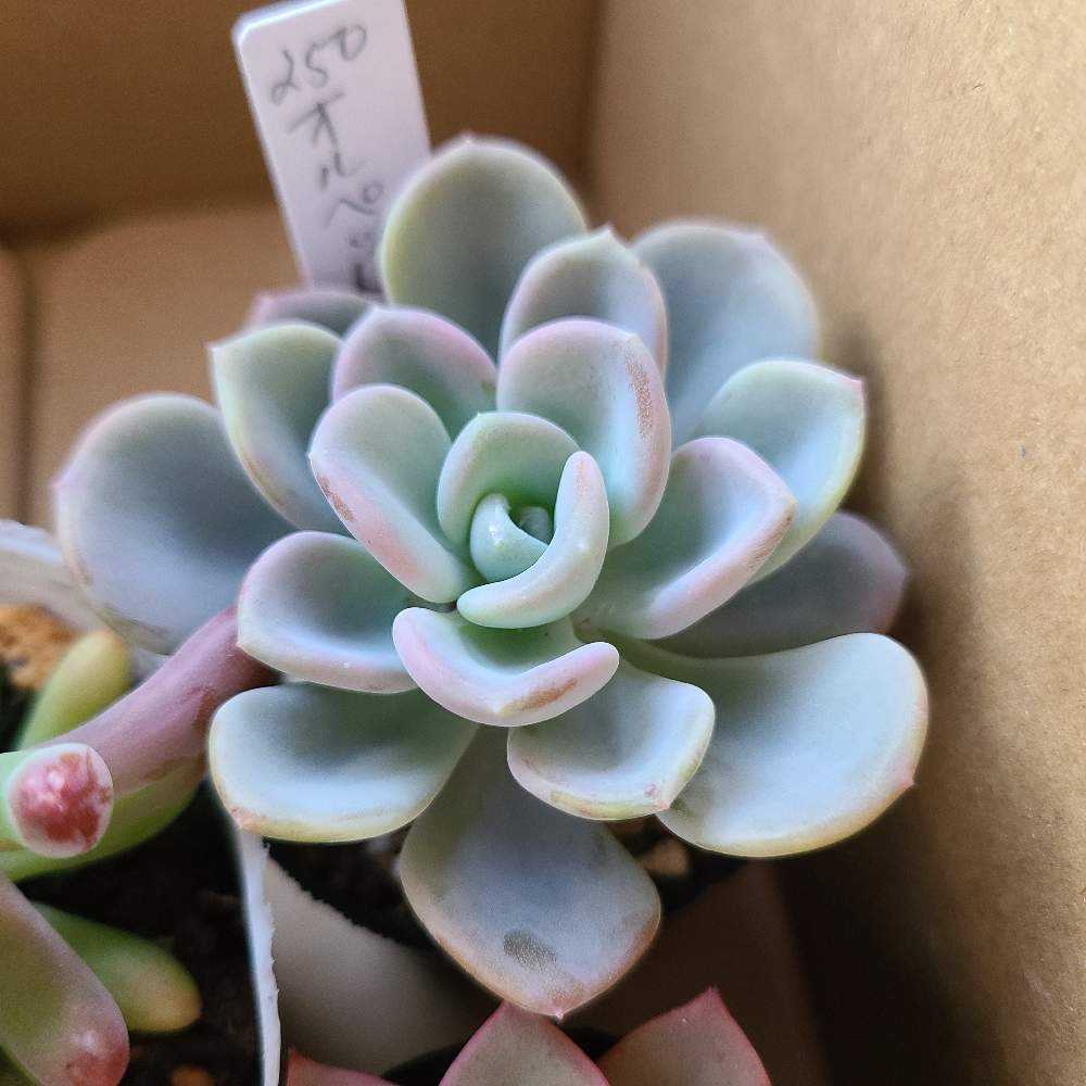 多肉植物^o^  オルペット オルペット 多肉植物 エケベリア その他インテリア雑貨 多肉のたかだ