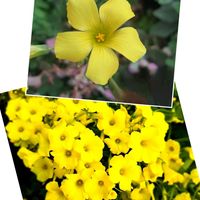 エキナセア,クリスマスローズ,クリスマスローズ,ルビーネックレス,ルビーネックレスの画像