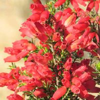 エリカ,オレンジ色の花,今日のお花,エリカ…,佐野植物公園の画像