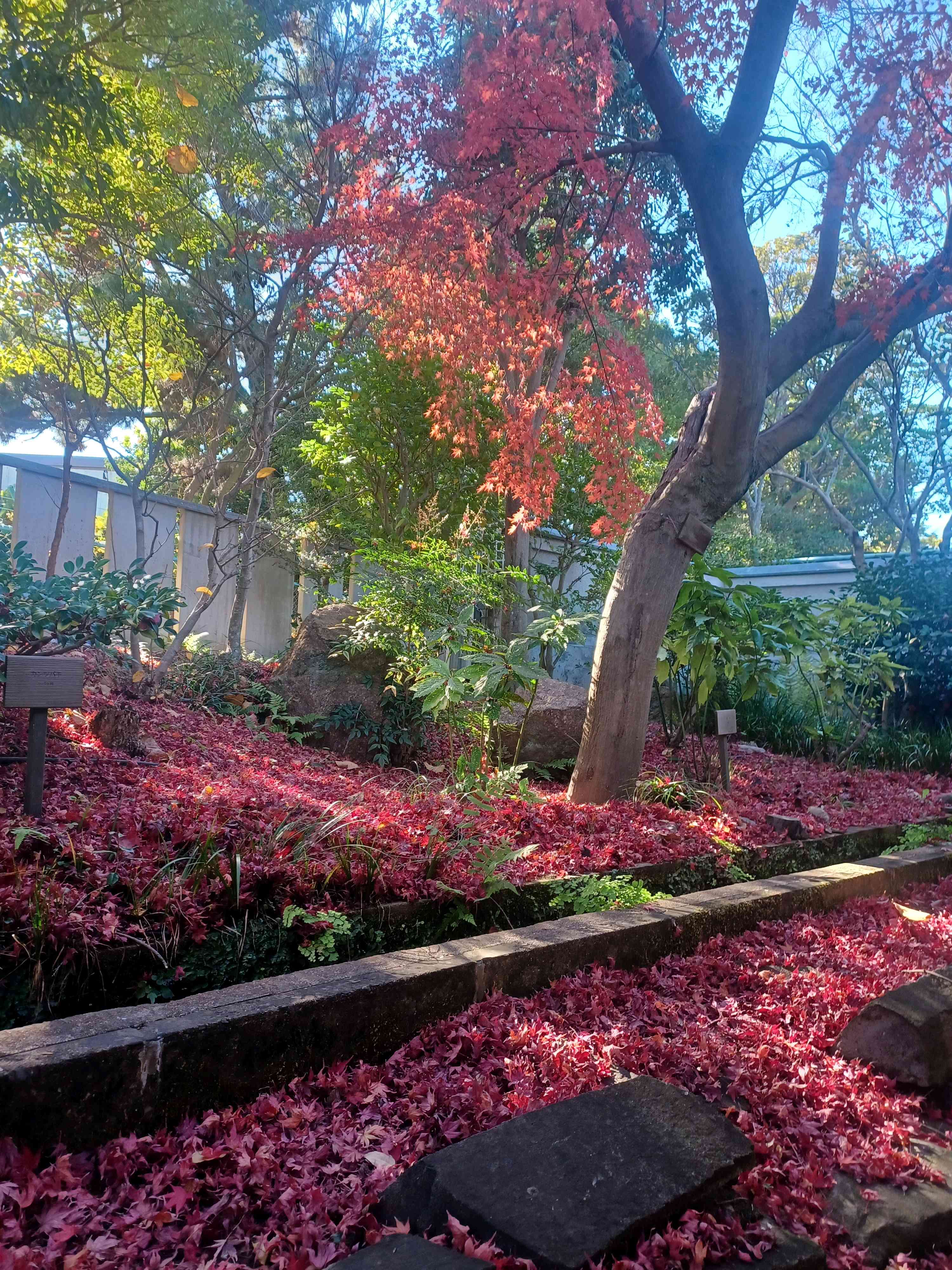 ヒマラヤユキノシタの投稿画像 by あっちゃんさん｜もみじの落ち葉と