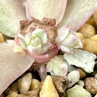 成長記録 ベンバディス錦,エケベリア ベンバディス錦,神奈川タニラー,多肉男子,エケベリア大好きの画像