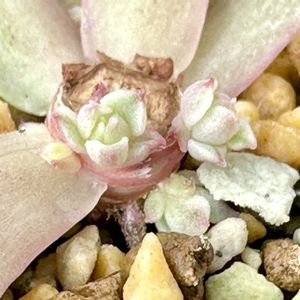 成長記録 ベンバディス錦,エケベリア ベンバディス錦,神奈川タニラー,多肉男子,エケベリア大好きの画像