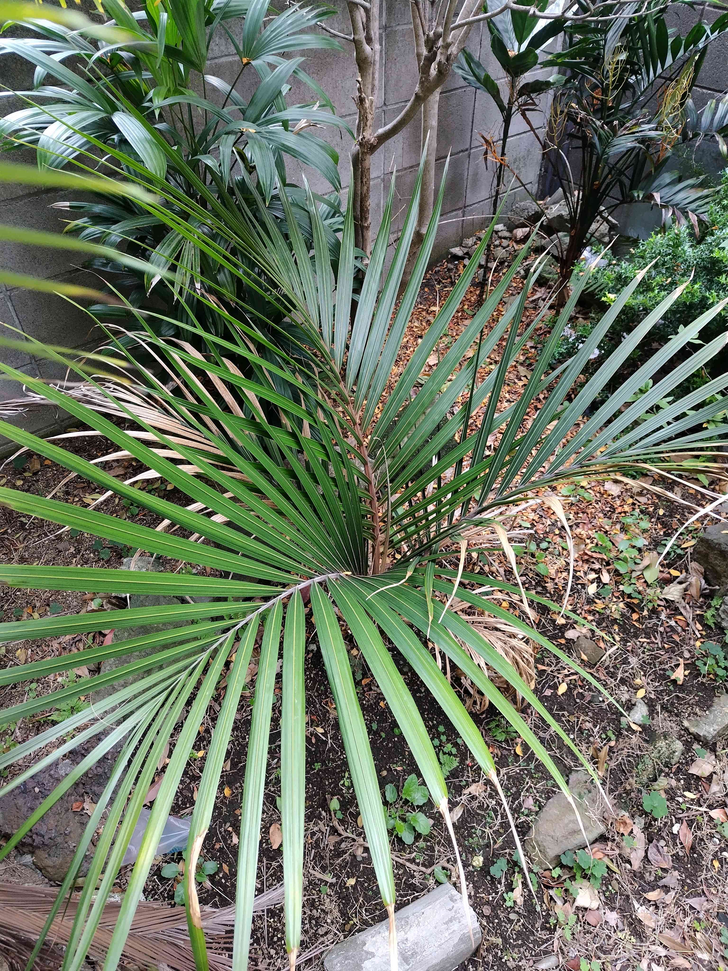 ニカウヤシの一覧｜🍀GreenSnap（グリーンスナップ）