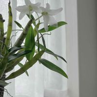 デンドロビウム,デンドロビューム,成長記録,着生植物,着生ランの画像