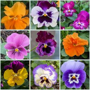 パンジー・ビオラ,Juneの会,オジさん顔ビオラ・パンジー,乙女色クラブ,武器ではなく花をの画像