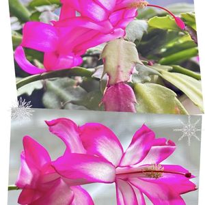 シャコバサボテン,多肉植物,サボテン科,ピンク色の花,花咲く乙女たち♡の画像