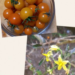 トマト,ミニトマト,家庭菜園の画像
