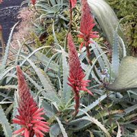 アロエ,アロエ,アロエ,アロエベラ,アロエベラの画像