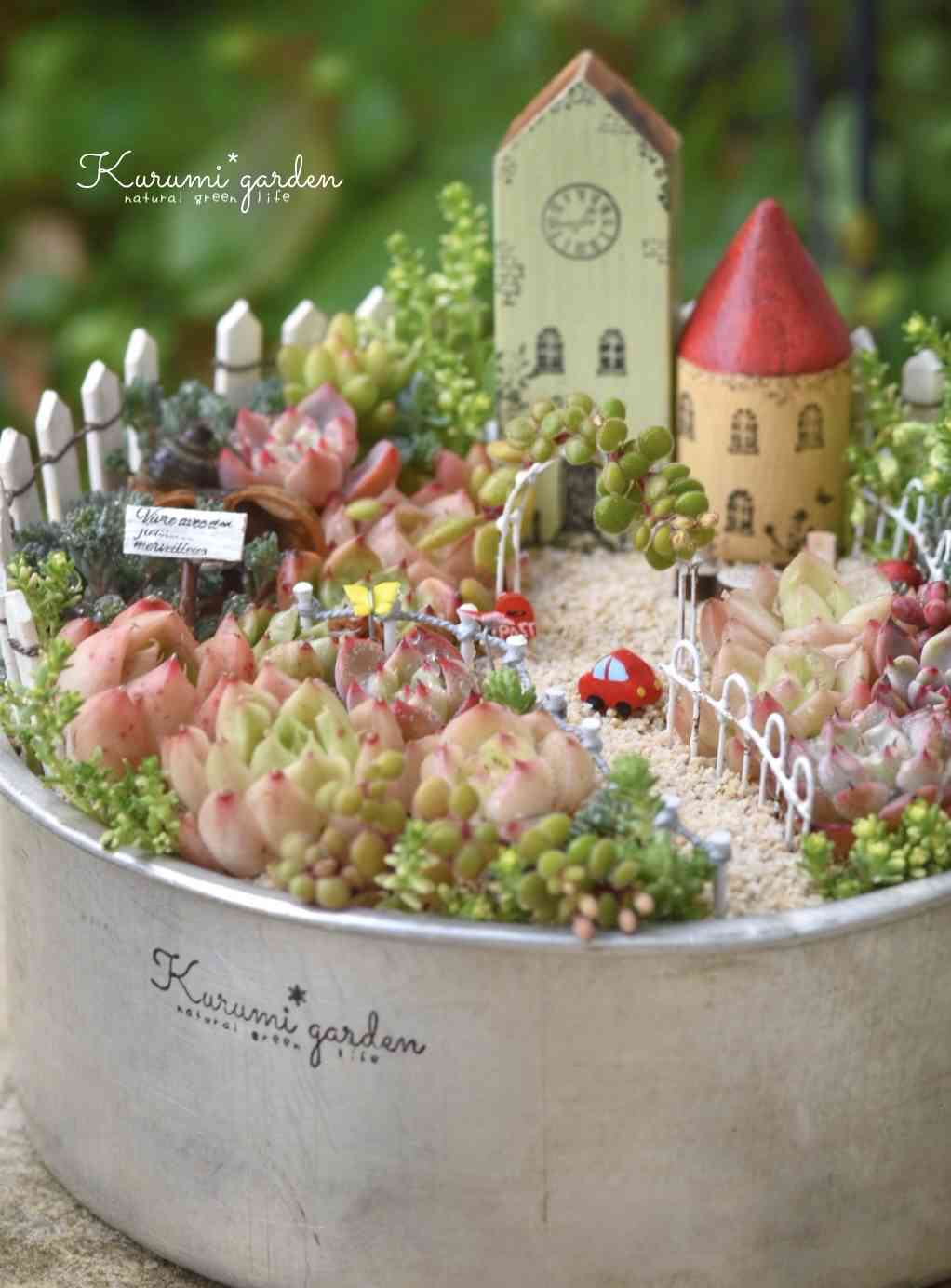 エケベリアの投稿画像 by くるみガーデン くるみ ⃰ さん