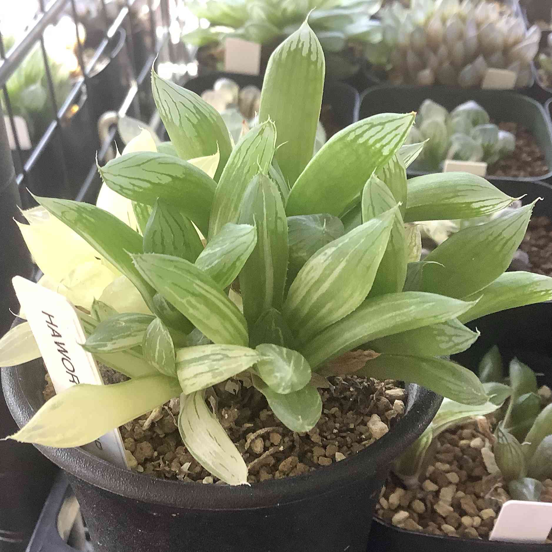 ハオルチア 青蛇伝の一覧|🍀GreenSnap(グリーンスナップ) ハオルチア 青蛇伝の一覧|🍀GreenSnap(グリーンスナップ)