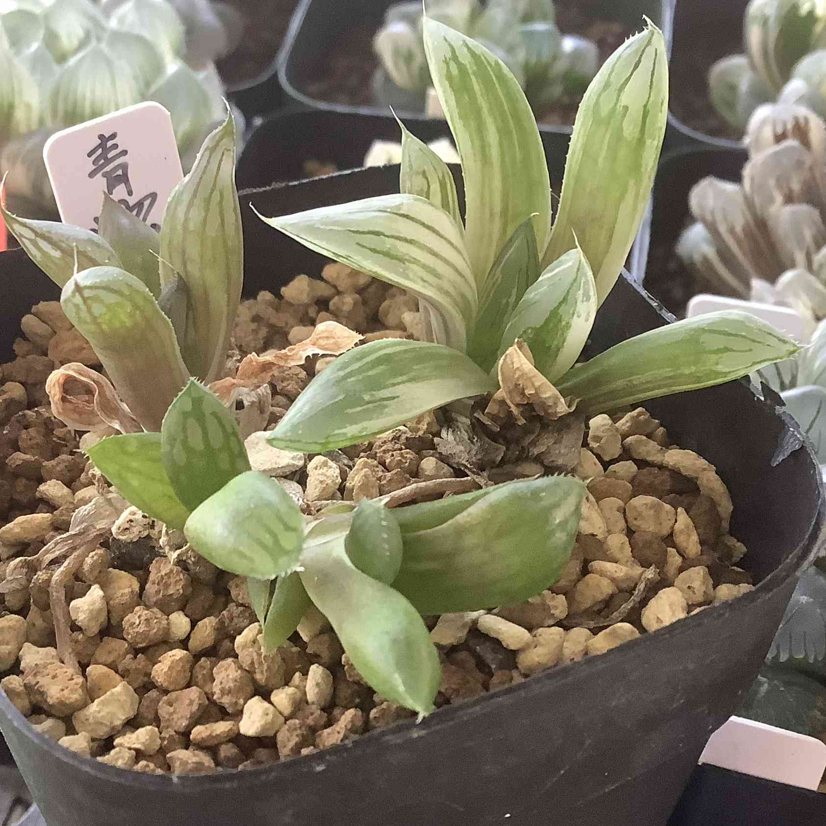 ハオルチア 青蛇伝の一覧|🍀GreenSnap(グリーンスナップ) ハオルチア 青蛇伝の一覧|🍀GreenSnap(グリーンスナップ)