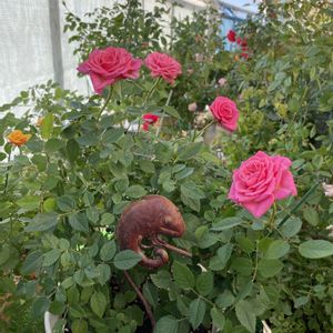 バラ,鉢の名前は「るっつ」,バラ 鉢植え,葉っぱのある暮らし,ばら バラ 薔薇の画像