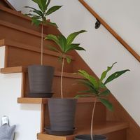 サガリバナ,リビング,熱帯植物,沖縄の植物の画像